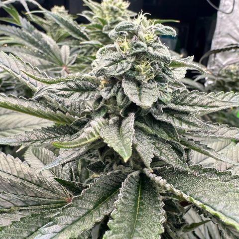 Misc x (LA Kush x Zkittles) #05 growlog timeline photo