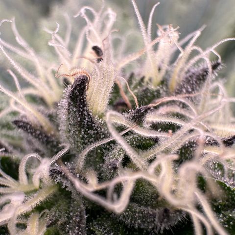 CxLAZ #16 50.72g growlog timeline photo