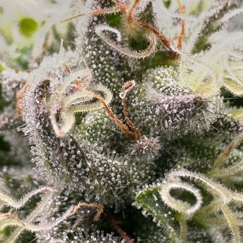 CxLAZ #16 50.72g growlog timeline photo