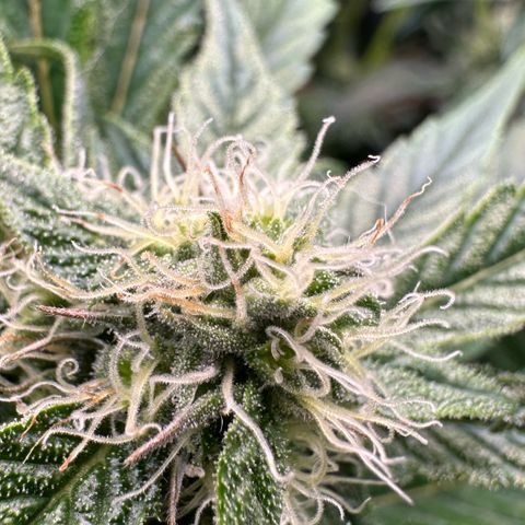 CxLAZ #16 50.72g growlog photo: Stacking nicely 9 heads