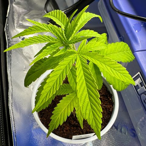 Shaman growlog timeline photo