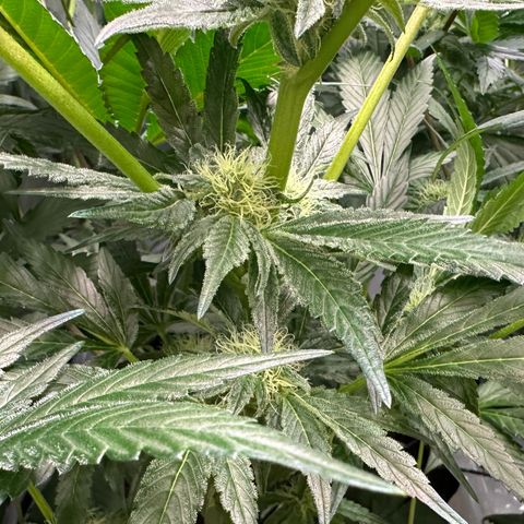CxLAZ #20 13.7g growlog timeline photo