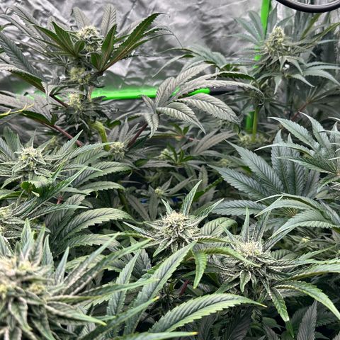CxLAZ #16 50.72g growlog timeline photo
