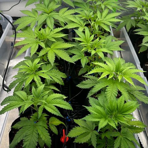 CxLAZ #16 50.72g growlog timeline photo
