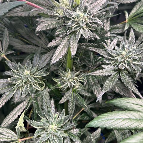 Misc x (LA Kush x Zkittles) #33 19.08g growlog timeline photo