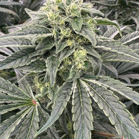 Misc x (LA Kush x Zkittles) #08 growlog timeline photo