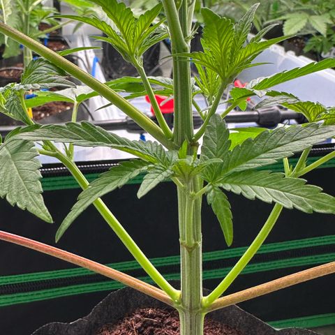 CxLAZ #16 50.72g growlog photo: Lollipoped