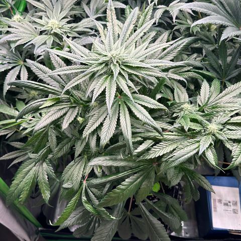 Misc x (LA Kush x Zkittles) #35 28.55g growlog timeline photo