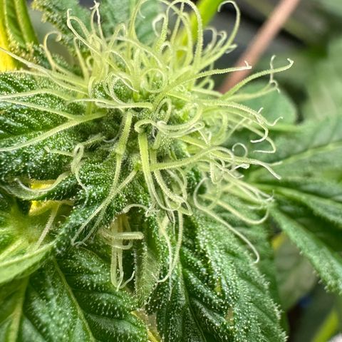 Misc x (LA Kush x Zkittles) #10 growlog timeline photo