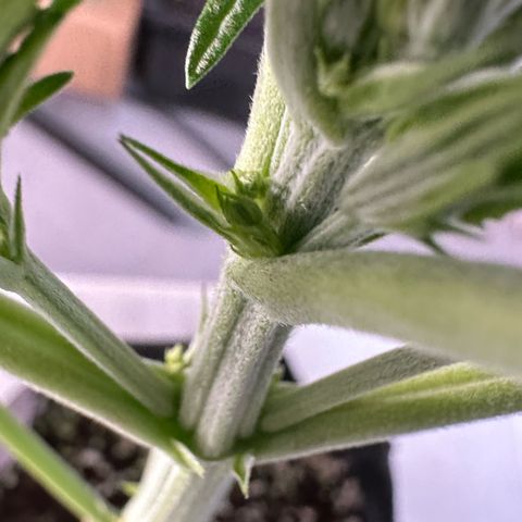 CxLAZ #16 50.72g growlog photo: Lollipoped