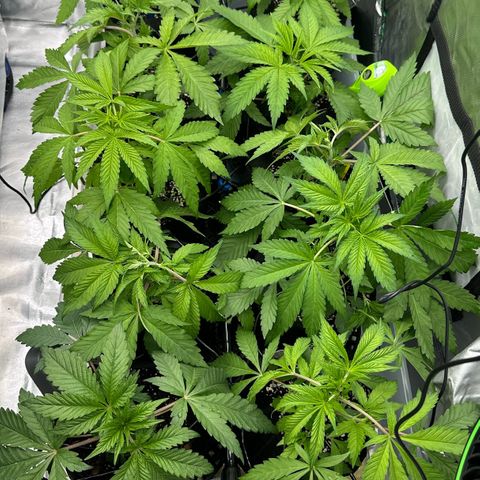 Misc x (LA Kush x Zkittles) #26 60.7g growlog timeline photo