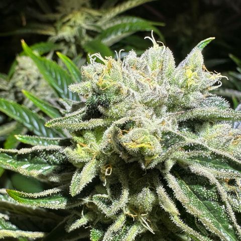 CxLAZ #16 50.72g growlog timeline photo