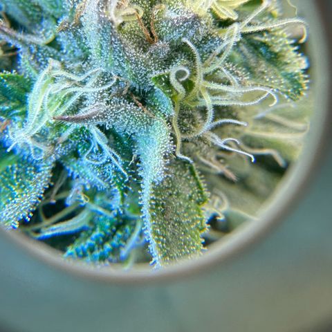 CxLAZ #16 50.72g growlog timeline photo