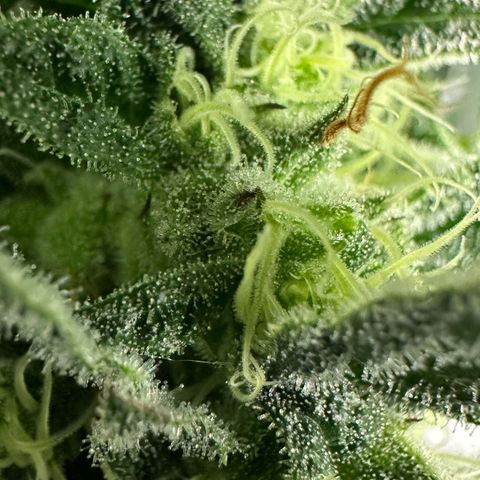 CxLAZ #31 58.75g growlog timeline photo
