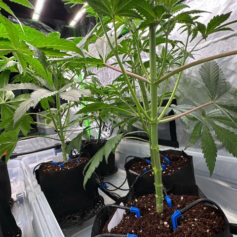 CxLAZ #16 50.72g growlog timeline photo
