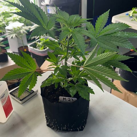 CxLAZ #16 50.72g growlog photo: Lollipoped