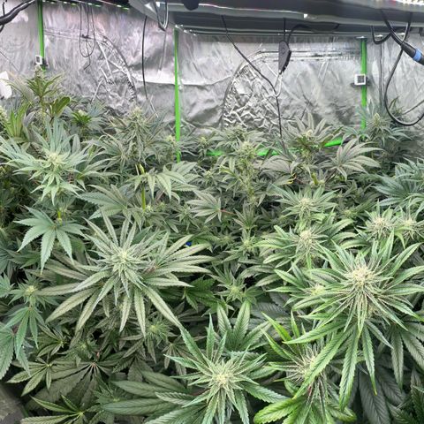 CxLAZ #16 50.72g growlog timeline photo