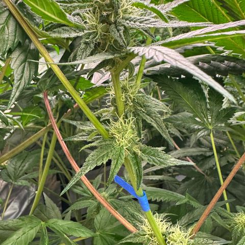 CxLAZ #31 58.75g growlog timeline photo