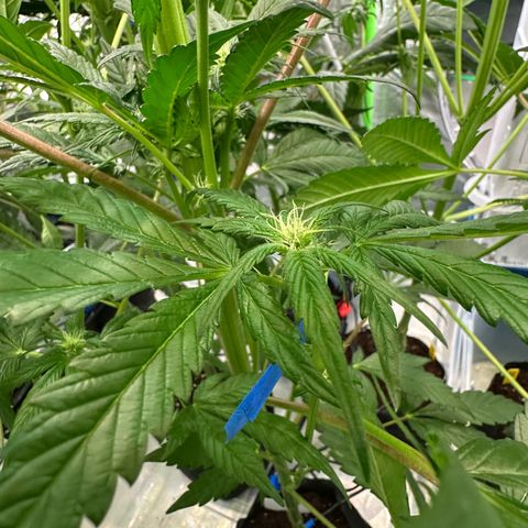 CxLAZ #16 50.72g growlog photo: Pollenated bud site