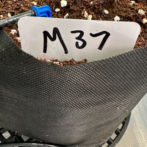 CxLAZ #16 50.72g growlog timeline photo