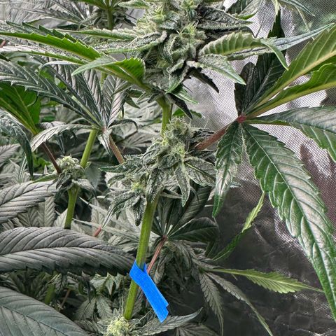 Misc x (LA Kush x Zkittles) #26 60.7g growlog timeline photo