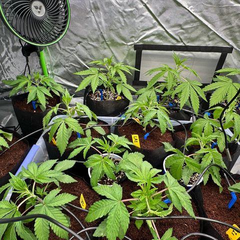 Misc x (LA Kush x Zkittles) #26 60.7g growlog timeline photo