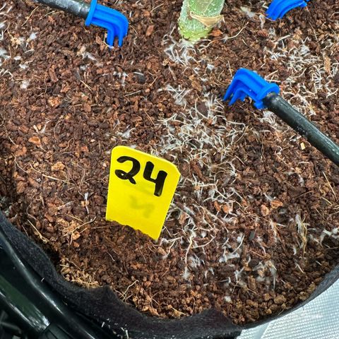 CxLAZ #16 50.72g growlog timeline photo