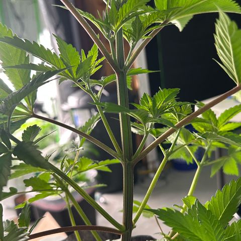CxLAZ #16 50.72g growlog photo: Lollipoped