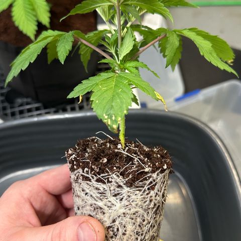 Misc x (LA Kush x Zkittles) #26 60.7g growlog timeline photo