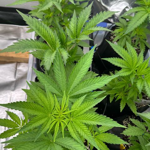 CxLAZ #16 50.72g growlog timeline photo