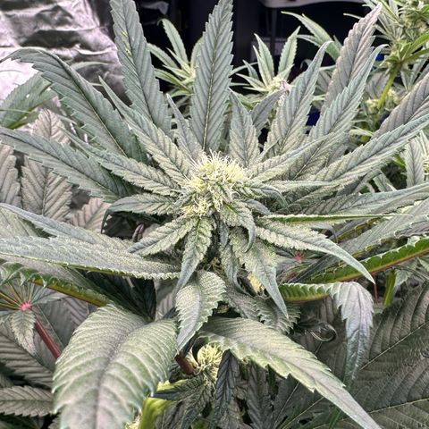 Misc x (LA Kush x Zkittles) #27 33.12g growlog timeline photo