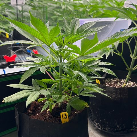 CxLAZ #16 50.72g growlog photo: Lollipoped