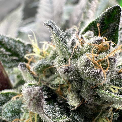 Misc x (LA Kush x Zkittles) #27 33.12g growlog timeline photo