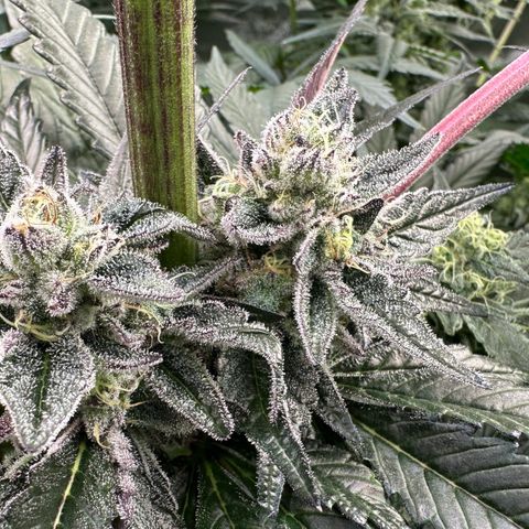 Misc x (LA Kush x Zkittles) #22 34.14g growlog timeline photo