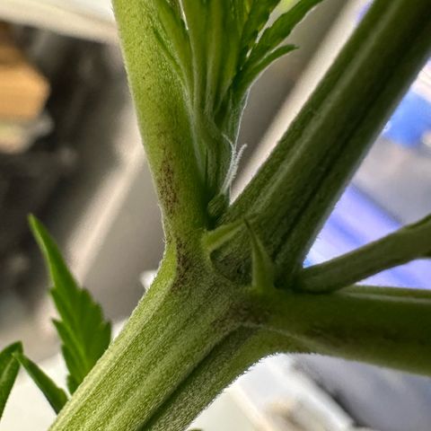 CxLAZ #16 50.72g growlog photo: Lollipoped