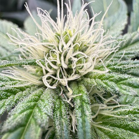 CxLAZ #06 growlog timeline photo