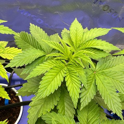 Fuel D.OG #2 Female 49.44g M growlog timeline photo