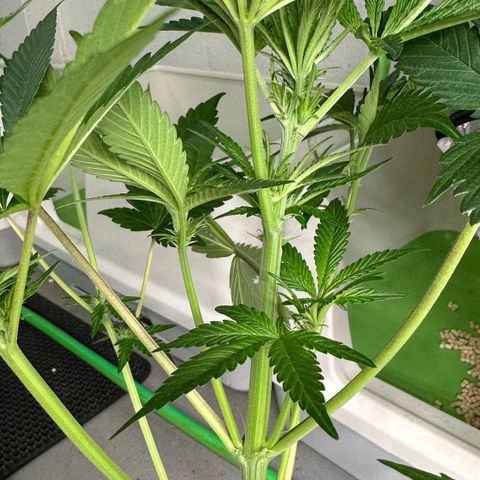 CxLAZ #16 50.72g growlog timeline photo