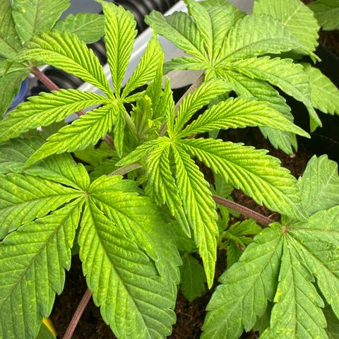 Misc x (LA Kush x Zkittles) #26 60.7g growlog timeline photo