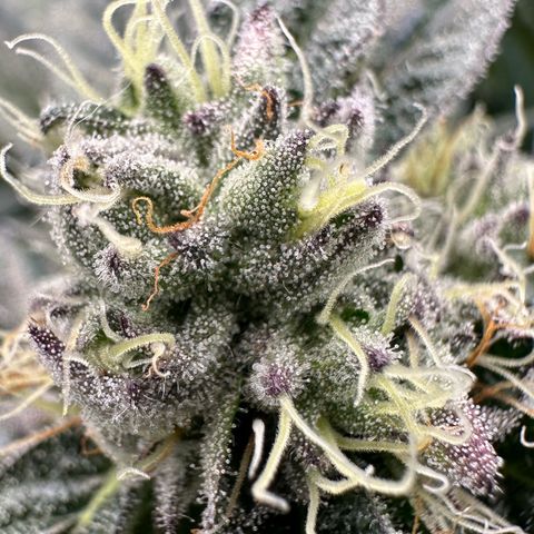 Misc x (LA Kush x Zkittles) #10 growlog timeline photo