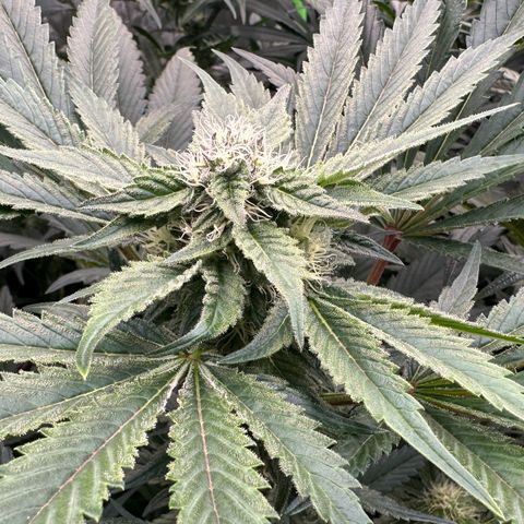 CxLAZ #16 50.72g growlog timeline photo