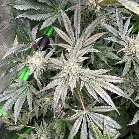 CxLAZ #20 13.7g growlog timeline photo