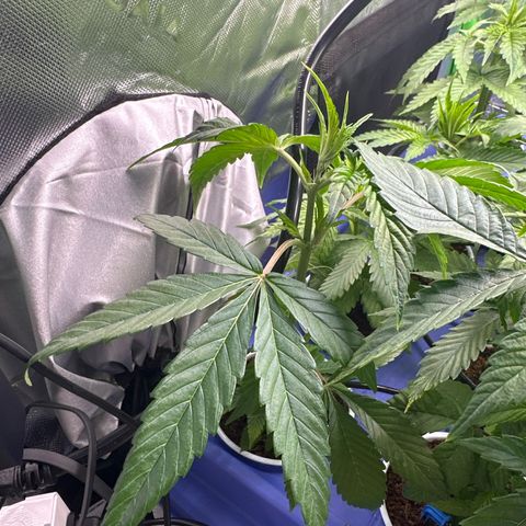 MiscxLAZ #26 C #1 47.15g growlog timeline photo