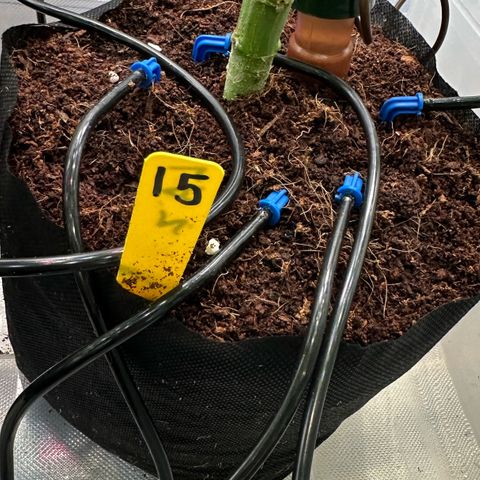 CxLAZ #15 52g growlog timeline photo