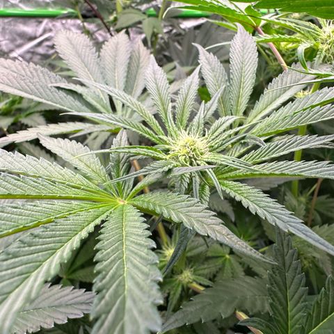 CxLAZ #16 50.72g growlog timeline photo