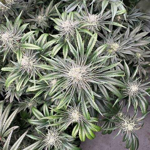 Misc x (LA Kush x Zkittles) #26 60.7g growlog timeline photo