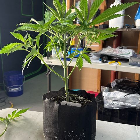 CxLAZ #16 50.72g growlog photo: Lollipoped