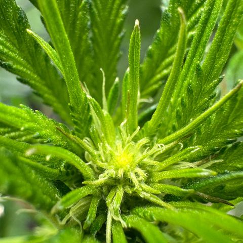 CxLAZ #16 50.72g growlog timeline photo