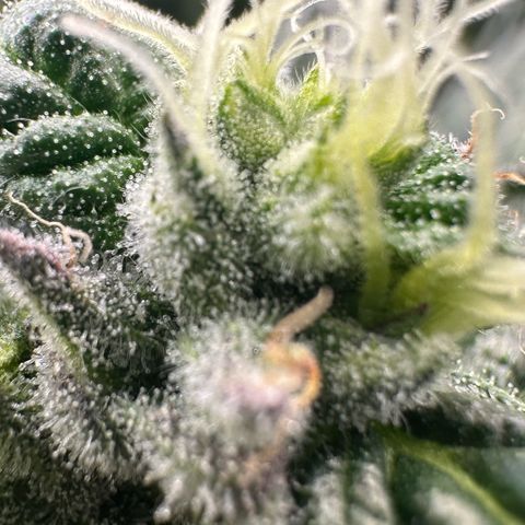 CxLAZ #03 45.52g growlog timeline photo