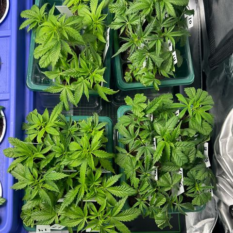 Shaman growlog timeline photo